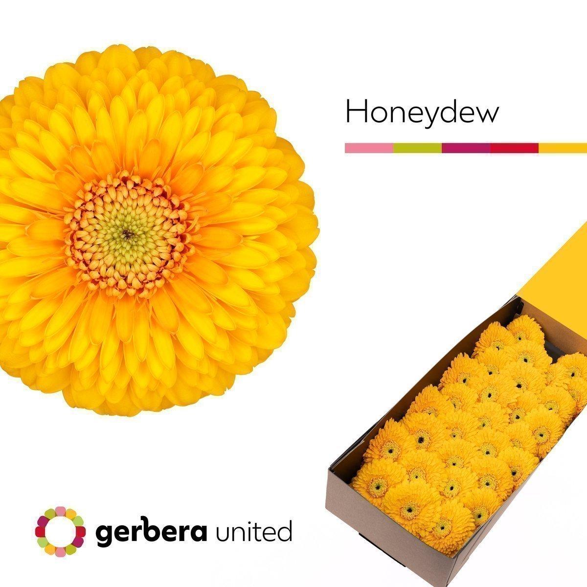 Срезанные цветы оптом Germini pomponi honeydew от 60шт из Голландии с доставкой по России