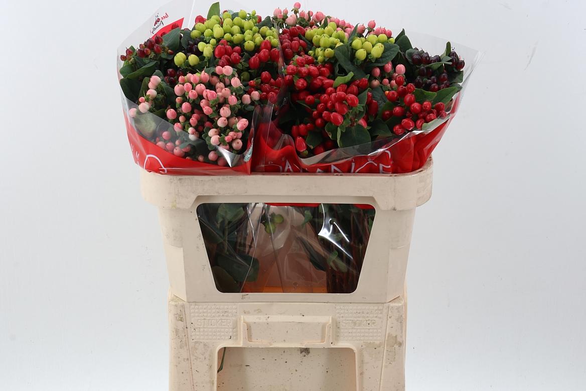 Срезанные цветы оптом Hypericum mix in bucket romance от 50шт из Голландии с доставкой по России