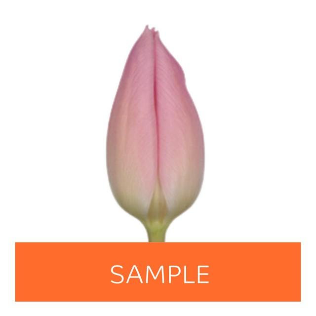 Срезанные цветы оптом Tulipa si (our choice) pink от 150шт из Голландии с доставкой по России