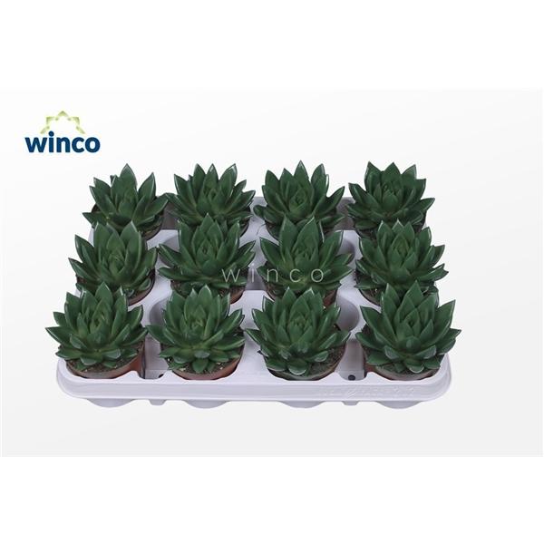 Горшечные цветы и растения оптом Echeveria Agavoides Paint Moss Green от 12шт (для телеги) из Голландии с доставкой по России