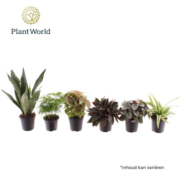 Горшечные цветы и растения оптом Plant Mix Keen On Green Mix (decorum) от 16шт (для телеги) из Голландии с доставкой по России