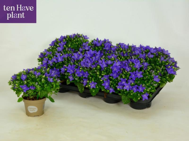 Горшечные цветы и растения оптом Camp Is Napoli от 8шт (для телеги) из Голландии с доставкой по России