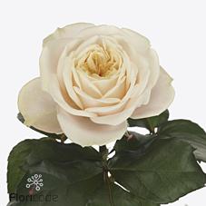 Срезанные цветы оптом Rosa garden darlington от 24шт из Голландии с доставкой по России