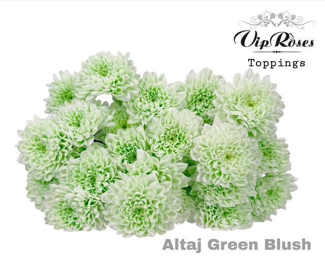 Срезанные цветы оптом Chrys sp paint altaj green blush от 20шт из Голландии с доставкой по России