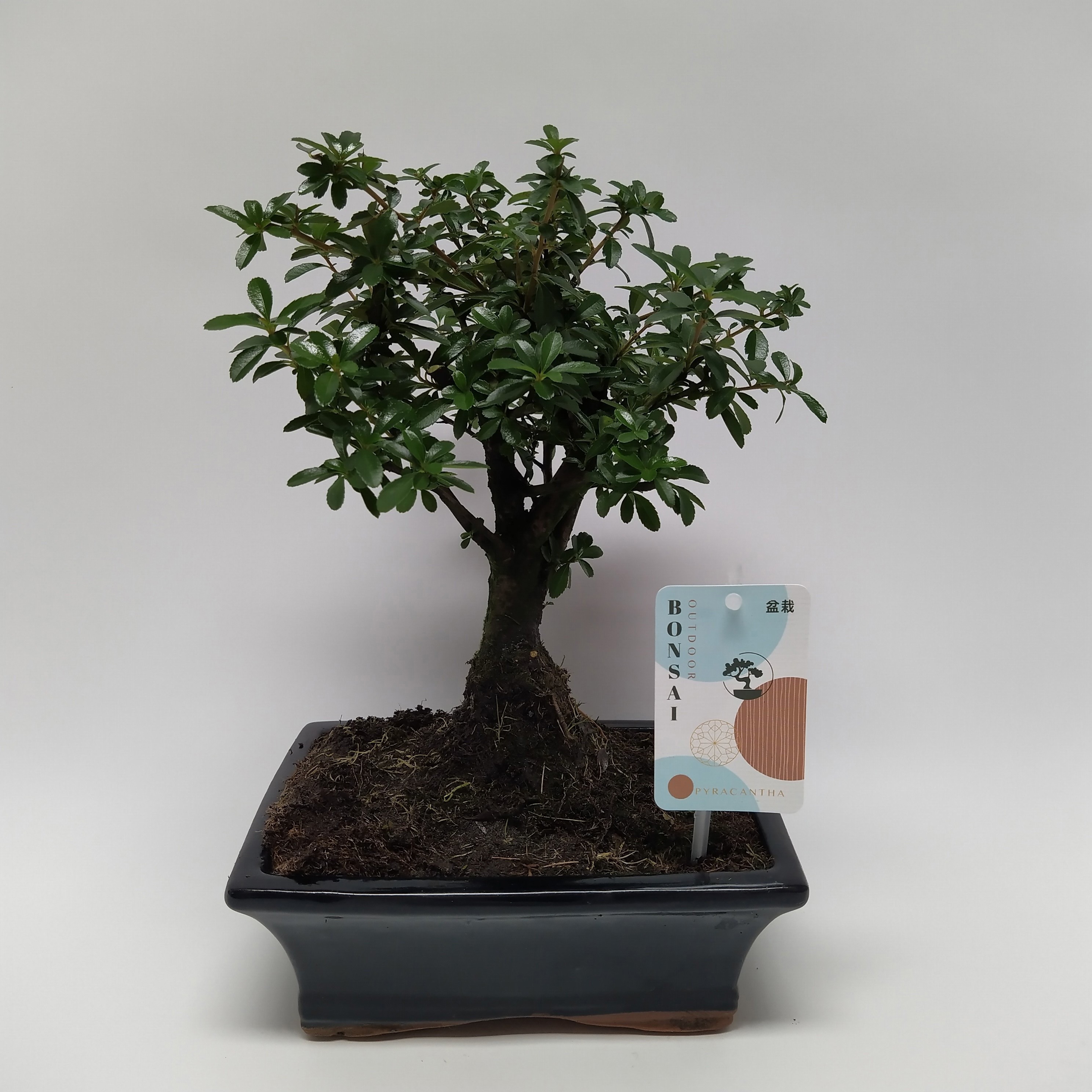 Горшечные цветы и растения оптом Bonsai Lucky от 5шт из Голландии с доставкой по России