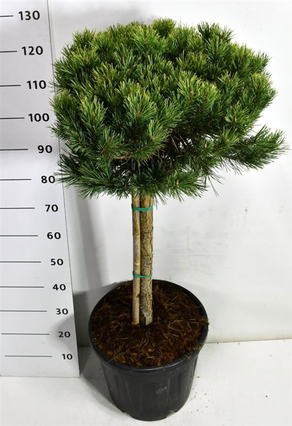 Горшечные цветы и растения оптом Pinus Sylv Watereri Nana On Stem от 1шт из Голландии с доставкой по России