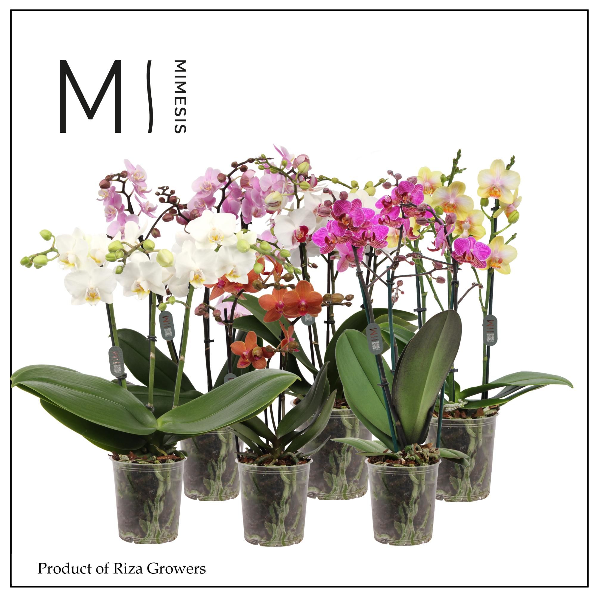 Горшечные цветы и растения оптом Phal 3st Multi Mix 30+ (mimesis) от 10шт из Голландии с доставкой по России
