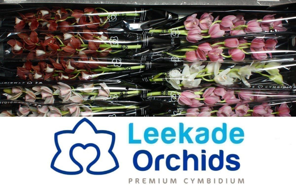 Срезанные цветы оптом Minicymbidium mix 2 colours от 5шт из Голландии с доставкой по России