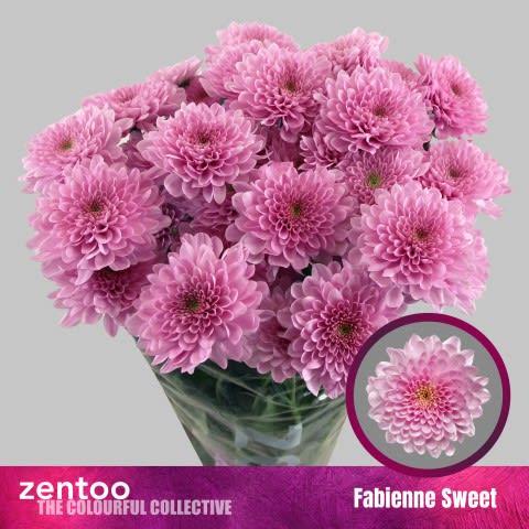 Срезанные цветы оптом Chrys sp fabienne sweet от 80шт из Голландии с доставкой по России