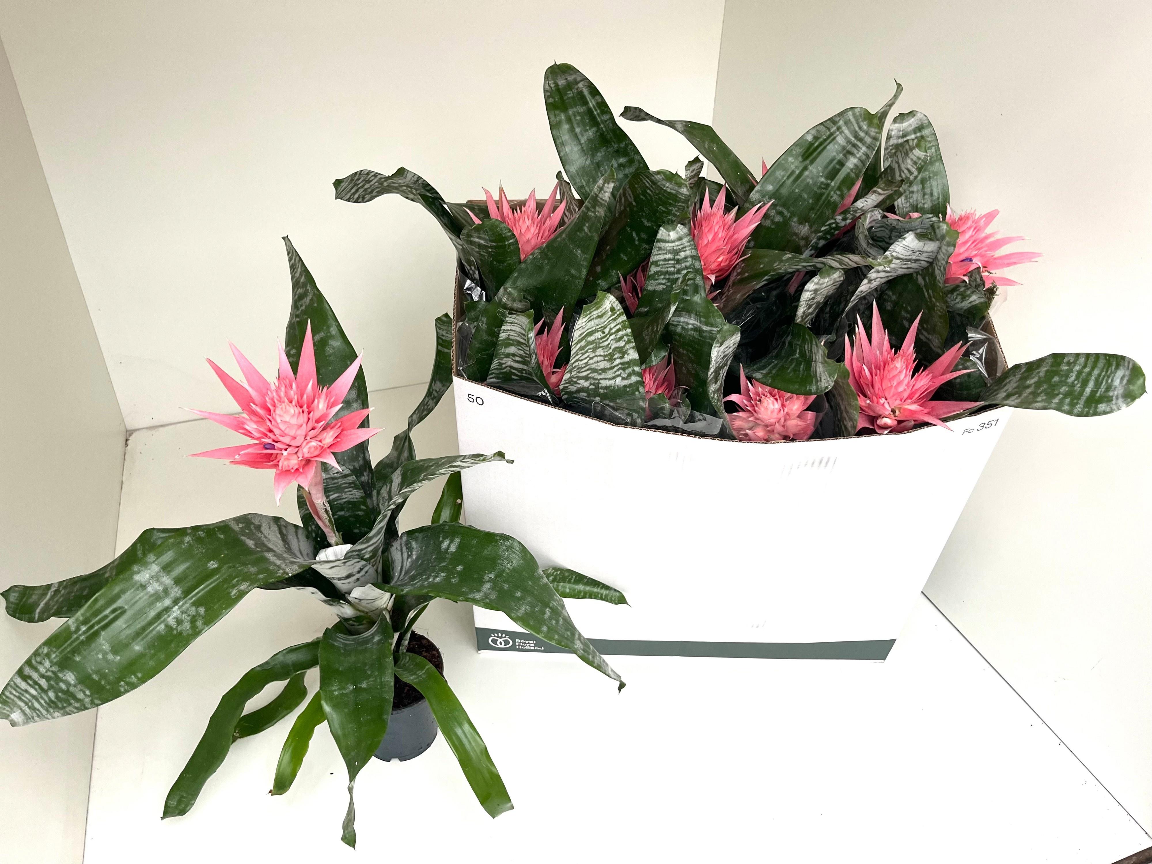 Горшечные цветы и растения оптом Aech Fas Primera от 10шт из Голландии с доставкой по России