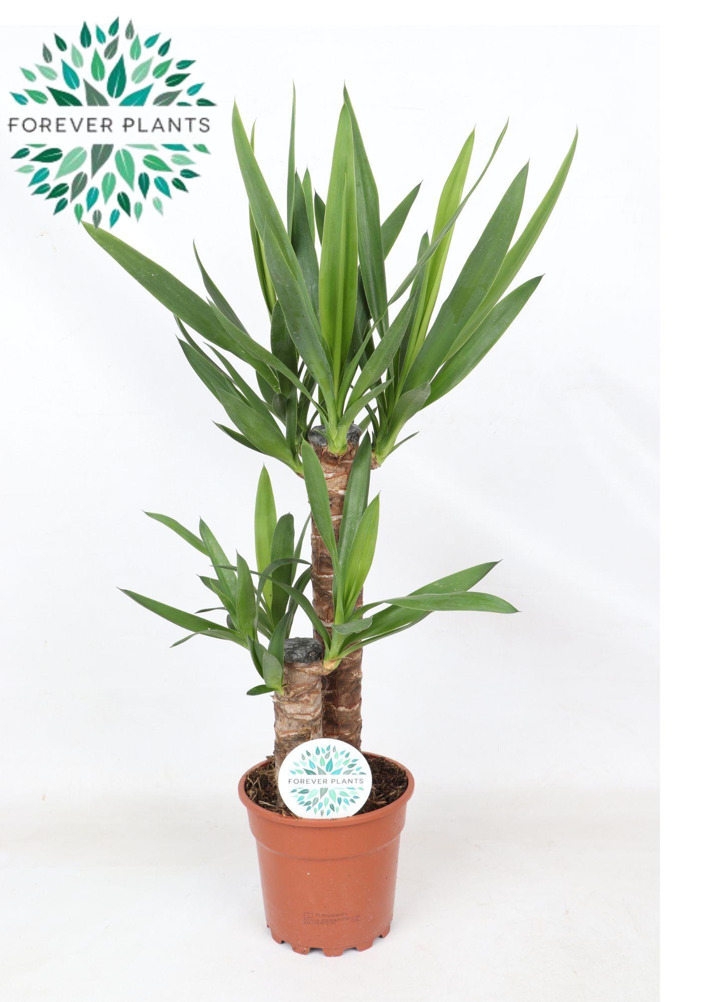 Горшечные цветы и растения оптом Yucca P17, 45+20 3+ от 6шт из Голландии с доставкой по России