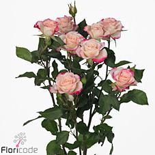 Срезанные цветы оптом Rosa spray reflex от 50шт из Голландии с доставкой по России