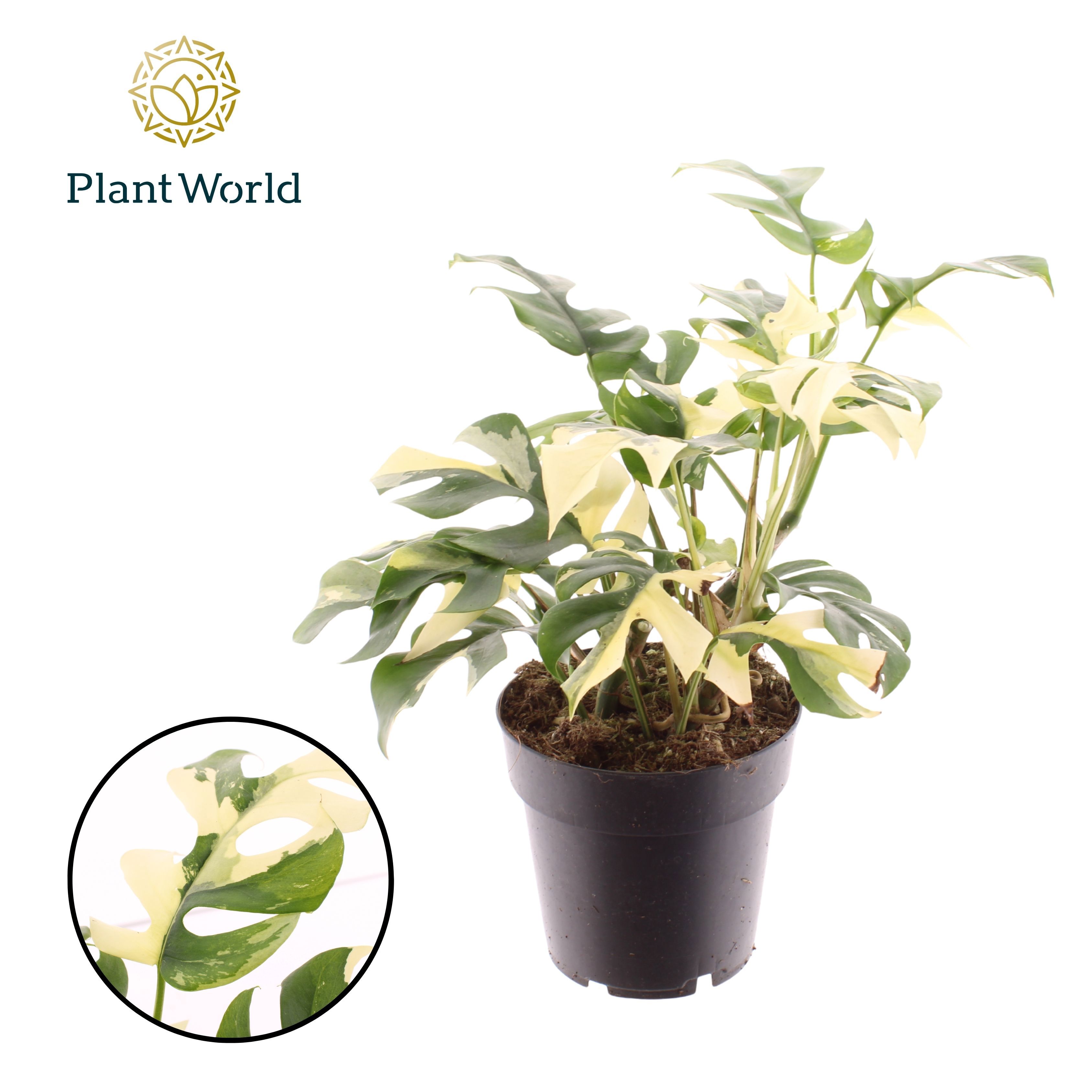 Горшечные цветы и растения оптом Rhaphidophora Tetrasperma Variegata 14cm от 4шт из Голландии с доставкой по России