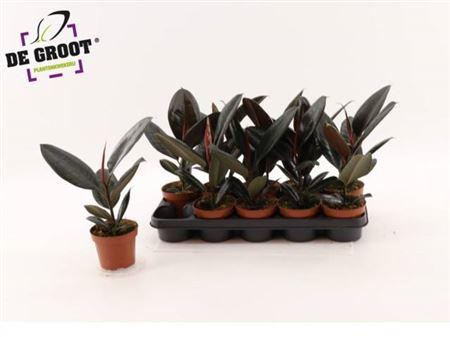 Горшечные цветы и растения оптом Ficus El Abidjan от 10шт из Голландии с доставкой по России