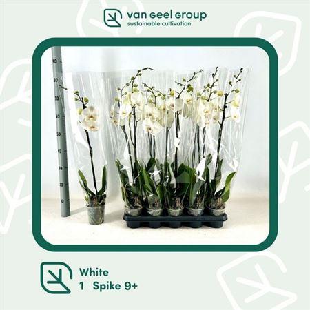 Горшечные цветы и растения оптом Phal Ov Wit 1 Branche 9+ от 10шт из Голландии с доставкой по России