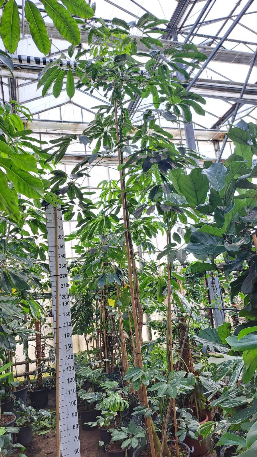 Горшечные цветы и растения оптом Schefflera Amate Multistam от 1шт из Голландии с доставкой по России