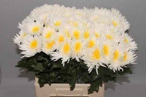 Срезанные цветы оптом Chrys bl paint anastasia white-yellow eye от 60шт из Голландии с доставкой по России
