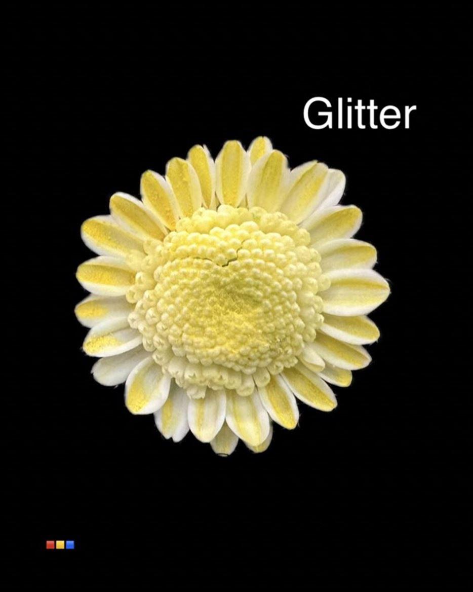 Срезанные цветы оптом Chrys sp paint stallion dusty creme + glitter от 60шт из Голландии с доставкой по России