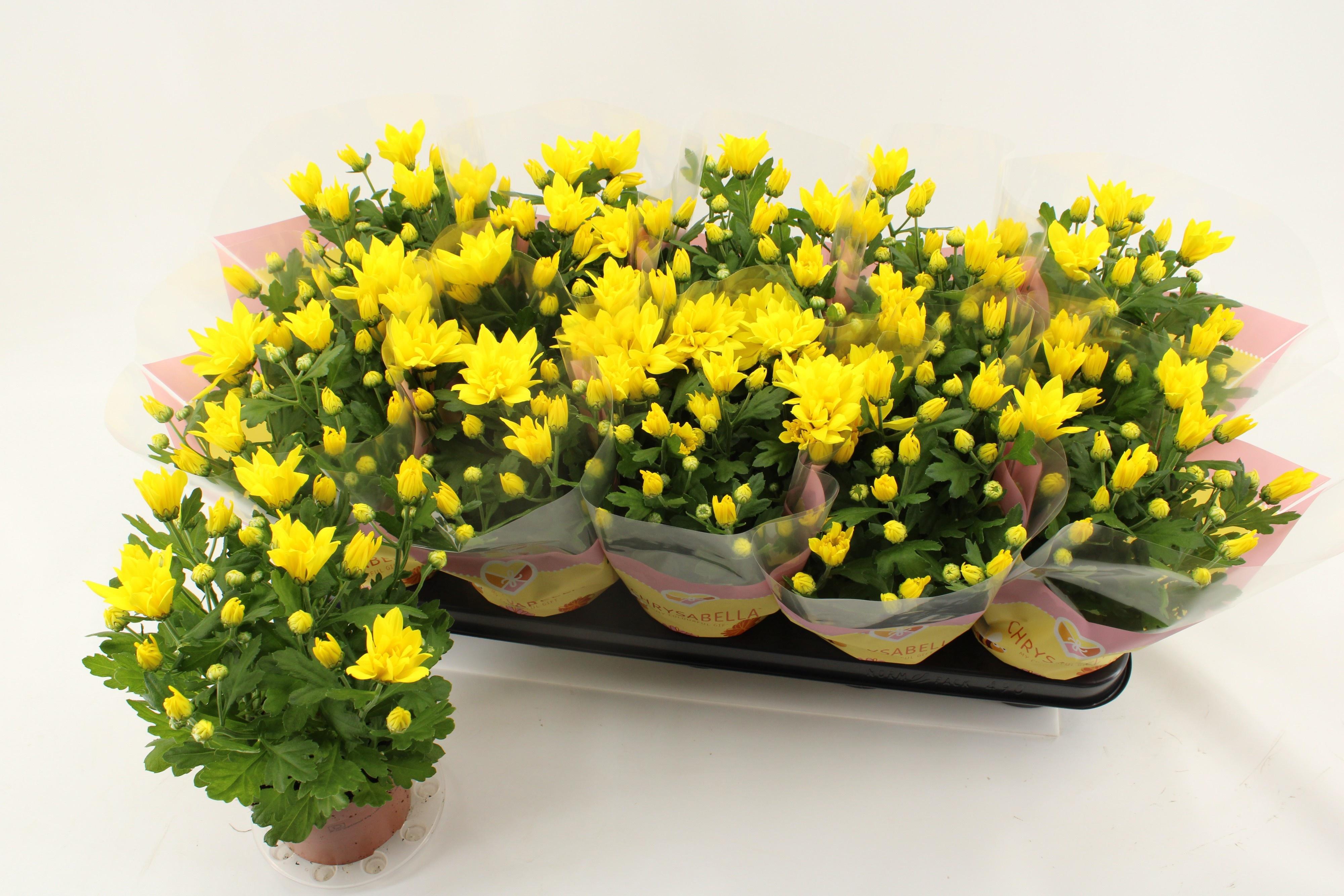 Горшечные цветы и растения оптом Chrys Heat Yellow от 10шт из Голландии с доставкой по России