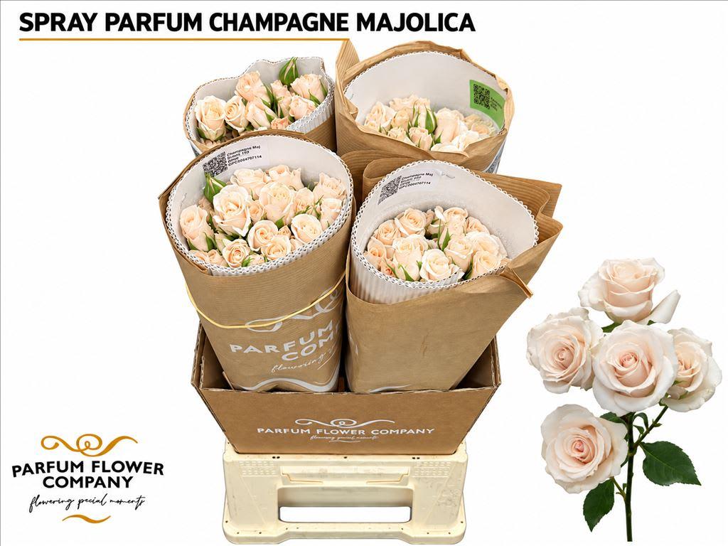 Срезанные цветы оптом Rosa spray garden parfum champagne majolica от 24шт из Голландии с доставкой по России