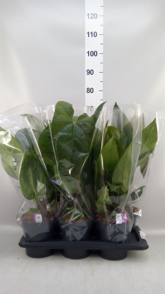 Горшечные цветы и растения оптом Anthurium ... от 6шт из Голландии с доставкой по России
