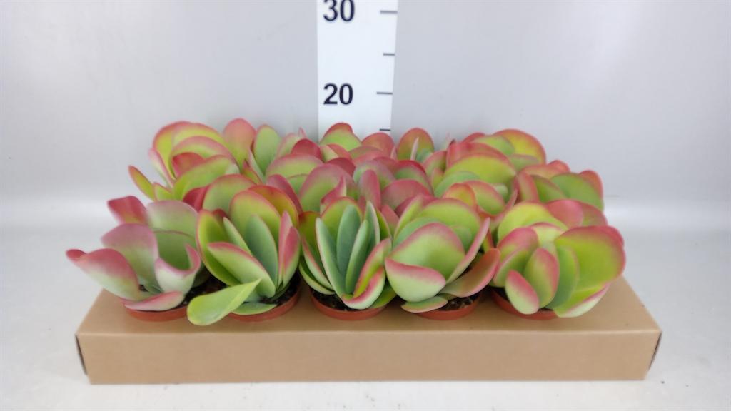 Горшечные цветы и растения оптом Kalanchoe Nf Thyrsiflora от 15шт (для телеги) из Голландии с доставкой по России