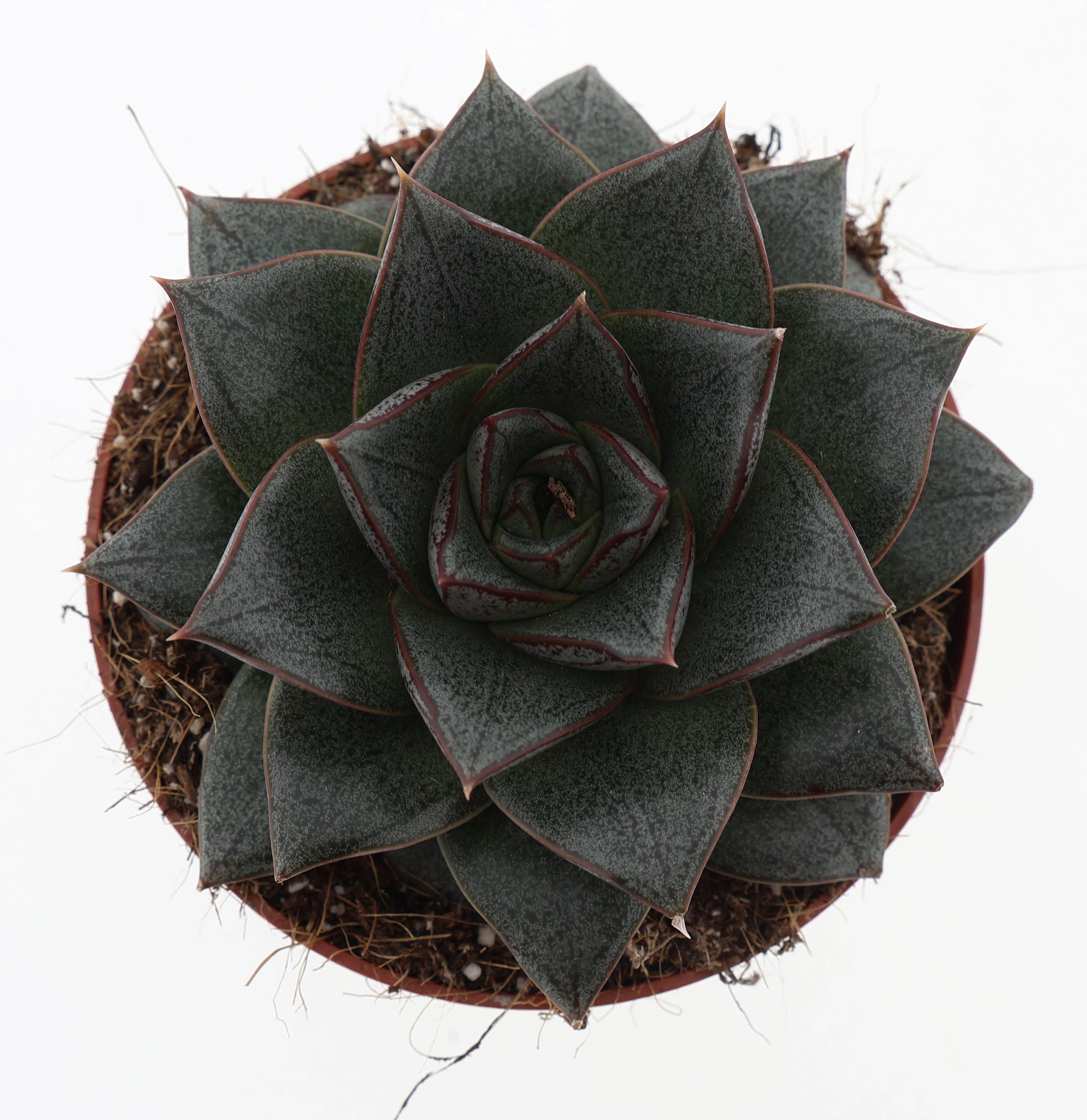Горшечные цветы и растения оптом Echeveria Purpusorum от 8шт из Голландии с доставкой по России