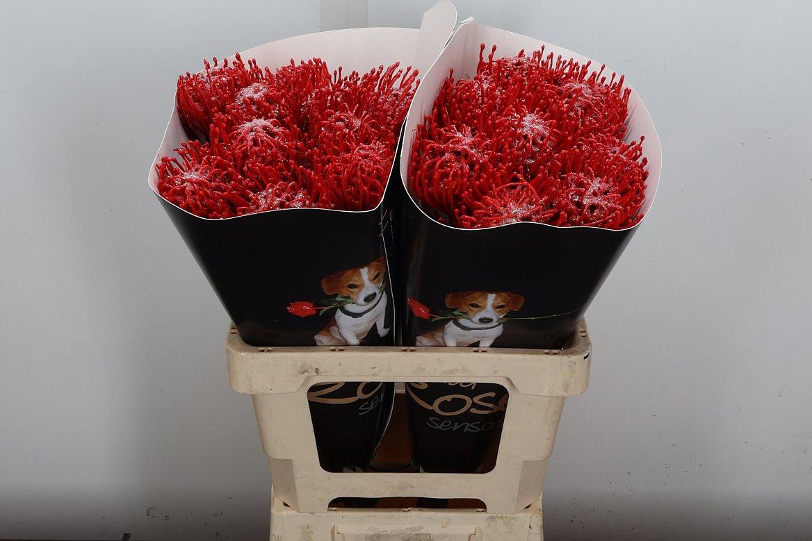 Срезанные цветы оптом Nutans wax red от 20шт из Голландии с доставкой по России