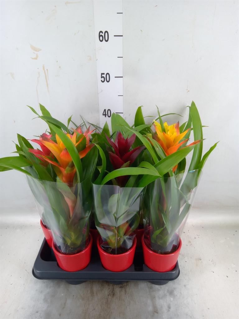 Горшечные цветы и растения оптом Bromelia   ...mix от 9шт из Голландии с доставкой по России