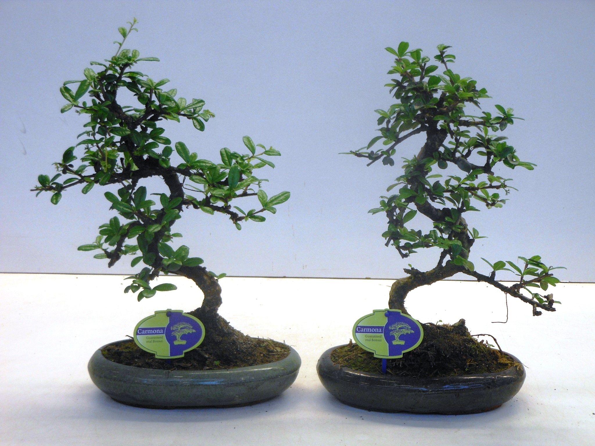 Горшечные цветы и растения оптом Bonsai Carmona Macrophylla, Without Drip от 4шт из Голландии с доставкой по России