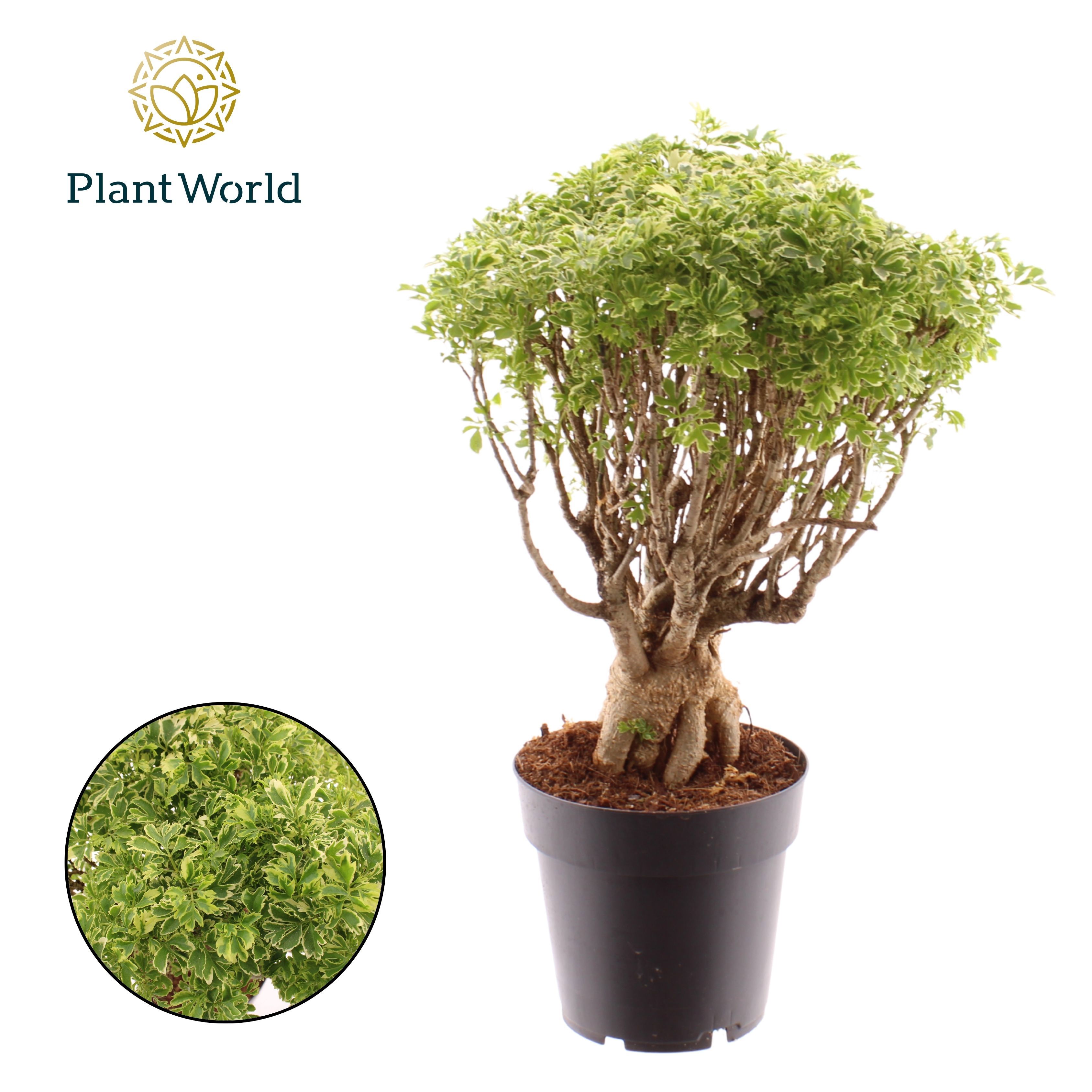 Горшечные цветы и растения оптом Polyscias Hawaiiana Ming Gold Bonsai от 7шт из Голландии с доставкой по России