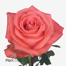 Срезанные цветы оптом Rosa large sankara от 280шт из Голландии с доставкой по России