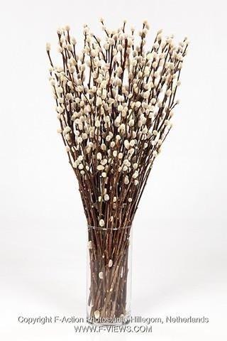 Срезанные цветы оптом Salix snow flake от 100шт из Голландии с доставкой по России