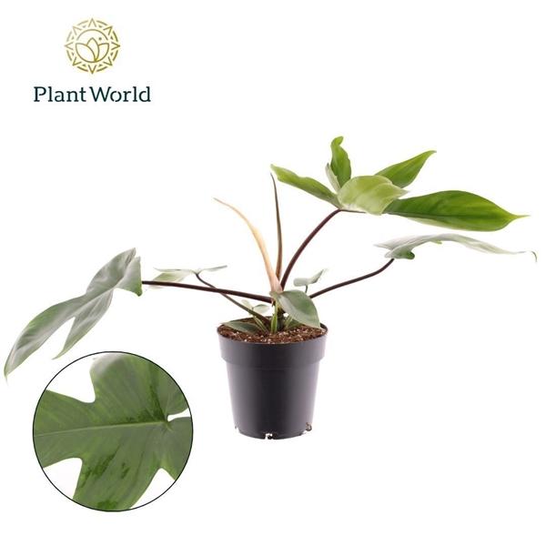 Горшечные цветы и растения оптом Philodendron Green Beauty от 7шт из Голландии с доставкой по России