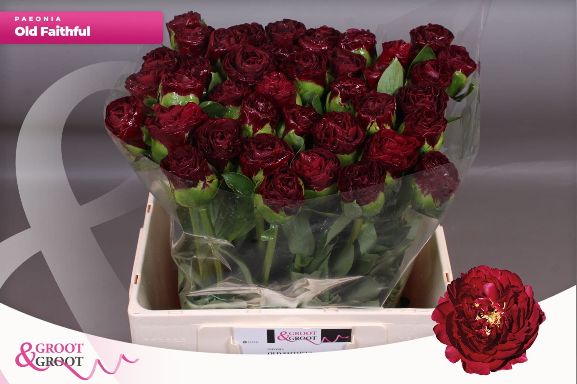 Срезанные цветы оптом Paeonia ole faithful от 50шт из Голландии с доставкой по России