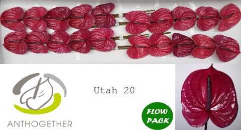 Срезанные цветы оптом Anthurium utah от 20шт из Голландии с доставкой по России