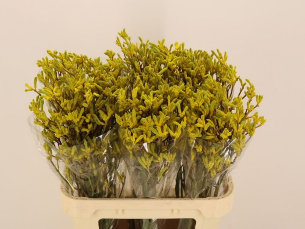 Срезанные цветы оптом Anigozanthos yellow mix от 60шт из Голландии с доставкой по России