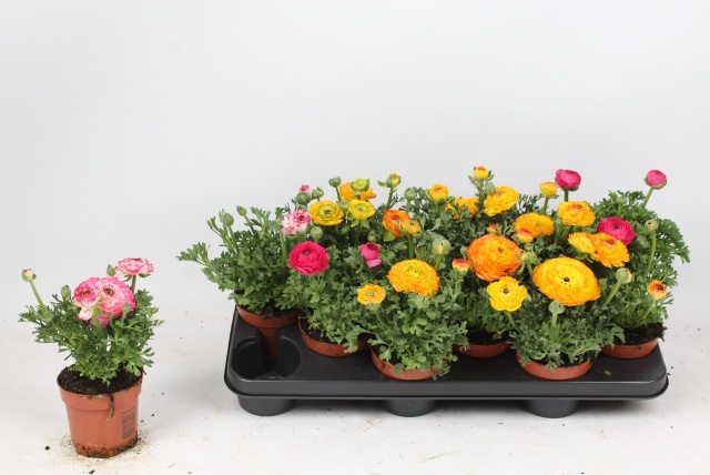 Горшечные цветы и растения оптом Ranun Gem от 12шт из Голландии с доставкой по России