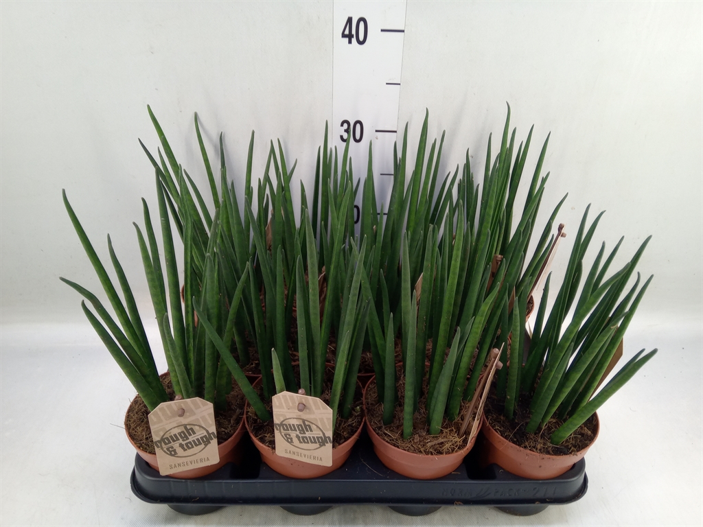 Горшечные цветы и растения оптом Sansevieria Bacularis от 11шт из Голландии с доставкой по России