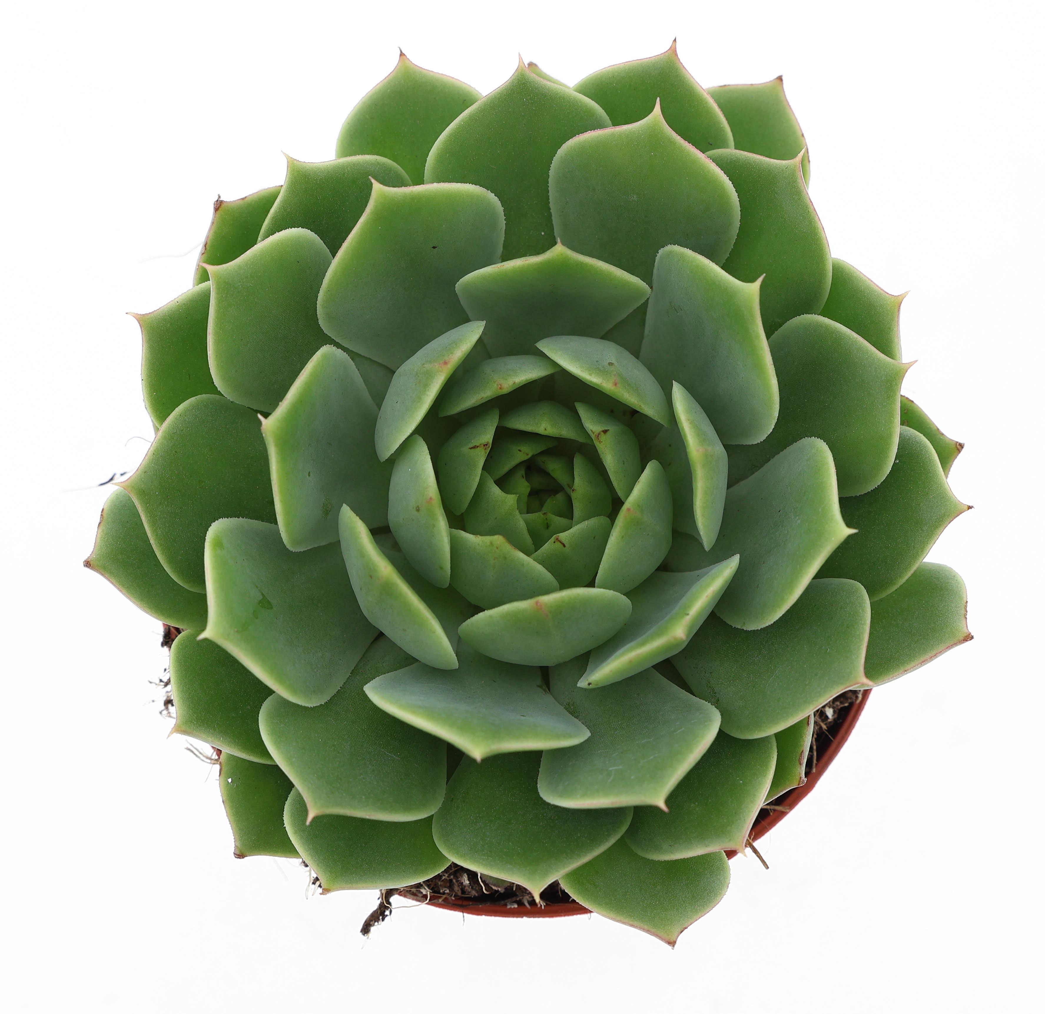Горшечные цветы и растения оптом Echeveria Ramilette от 12шт (для телеги) из Голландии с доставкой по России