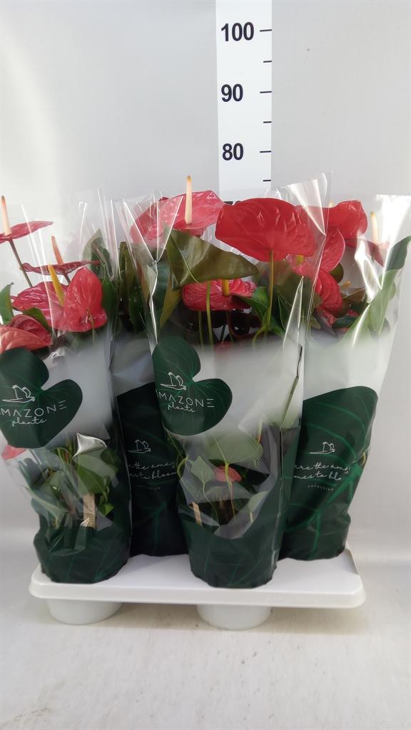 Горшечные цветы и растения оптом Anthurium Andr. idaho от 4шт из Голландии с доставкой по России