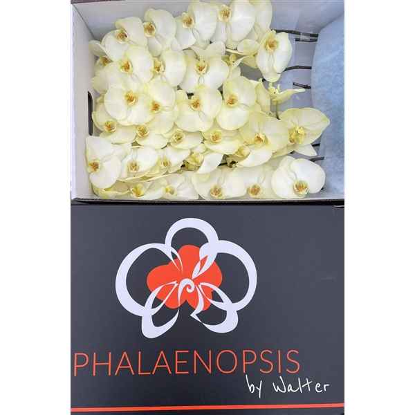 Срезанные цветы оптом Phalaenopsis paint yellow от 12шт из Голландии с доставкой по России