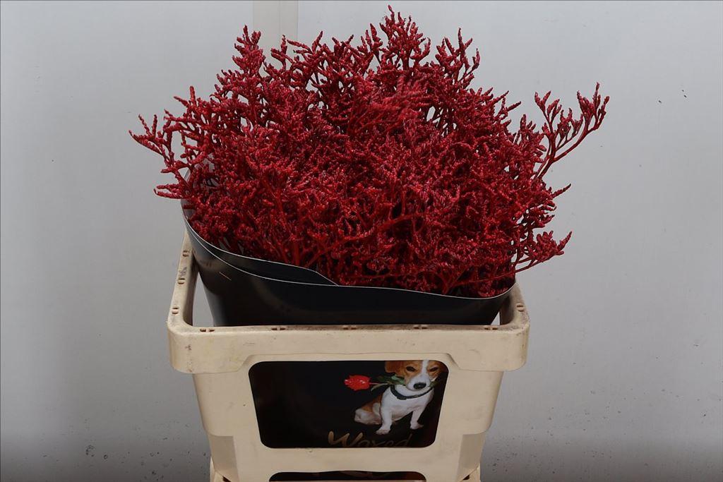 Срезанные цветы оптом Limonium wax red от 25шт из Голландии с доставкой по России