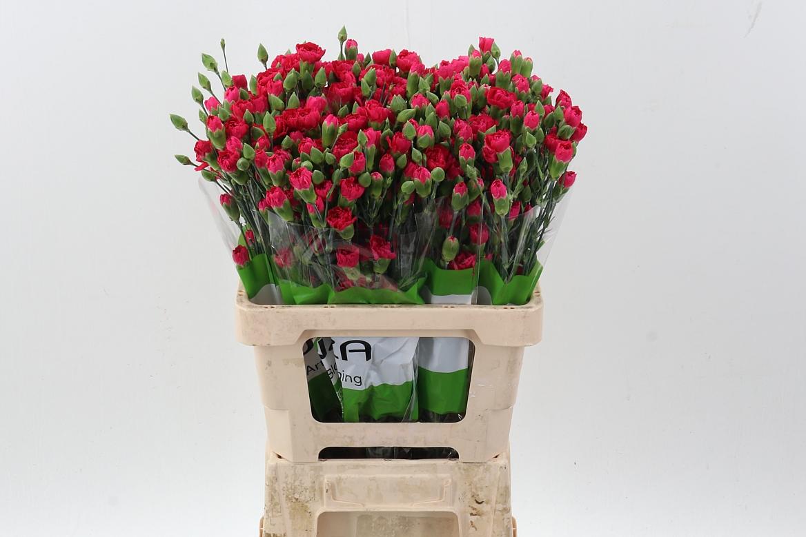 Срезанные цветы оптом Dianthus sp pigeon от 100шт из Голландии с доставкой по России