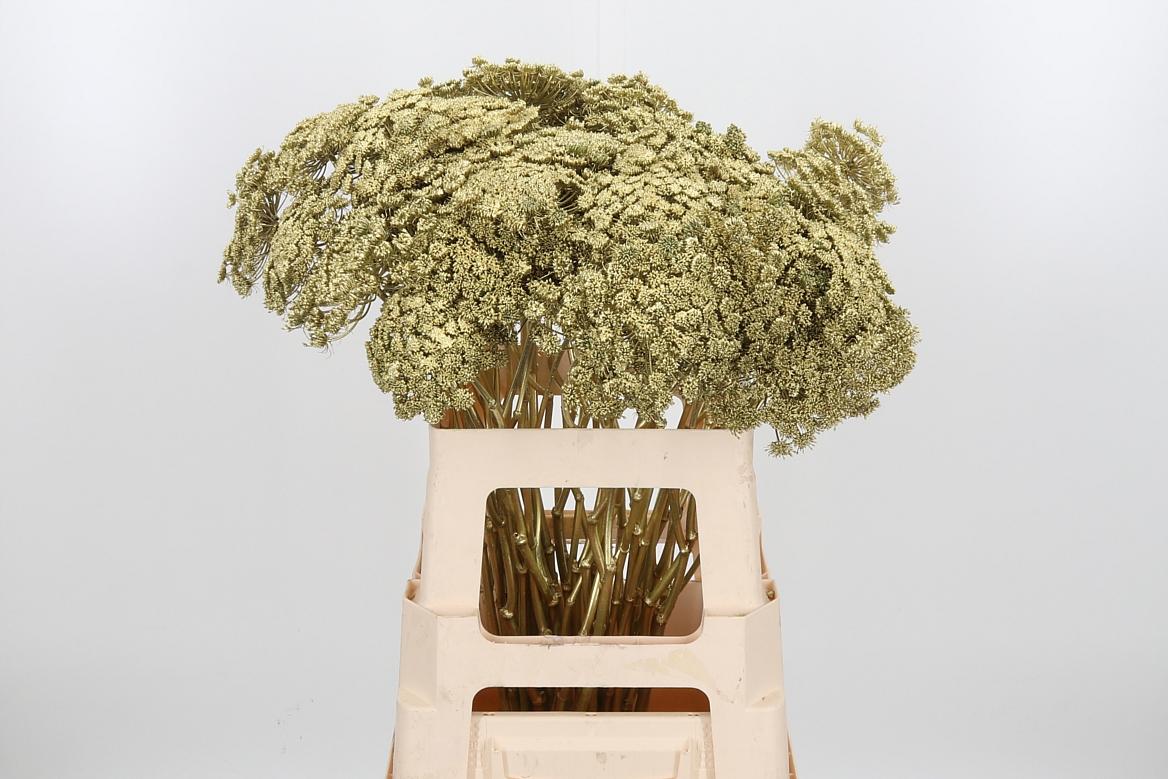 Срезанные цветы оптом Ammi sead paint gold от 50шт. из Голландии с доставкой по России