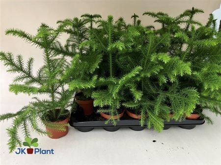 Горшечные цветы и растения оптом Araucaria Hetrophyla от 15шт из Голландии с доставкой по России