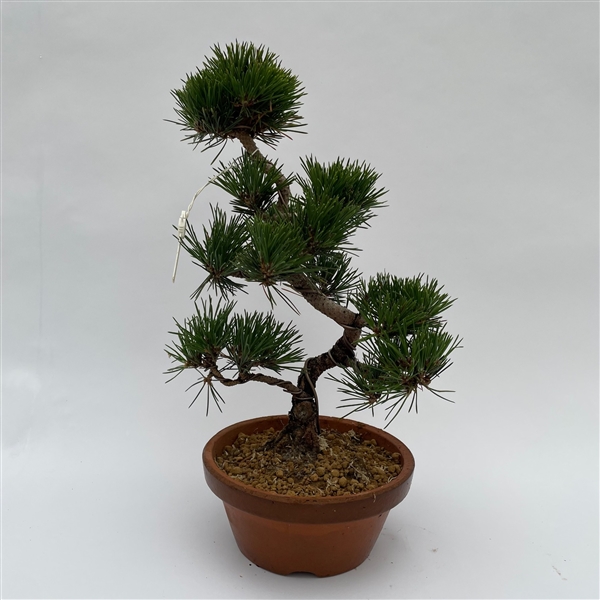 Горшечные цветы и растения оптом Bonsai Pinus от 1шт из Голландии с доставкой по России