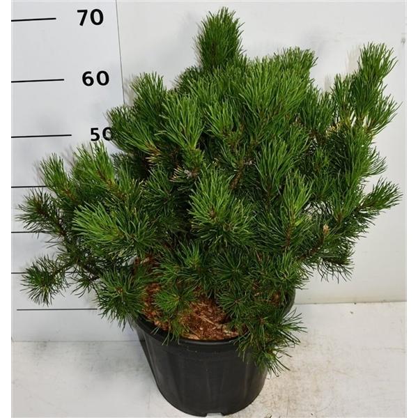 Горшечные цветы и растения оптом Pinus Mugo Winter Gold от 1шт из Голландии с доставкой по России