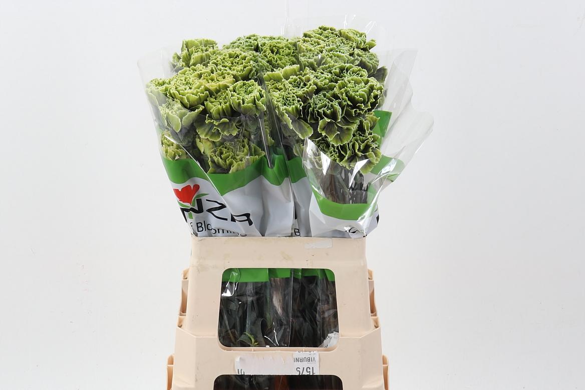 Срезанные цветы оптом Dianthus st paint gothic green от 80шт. из Голландии с доставкой по России