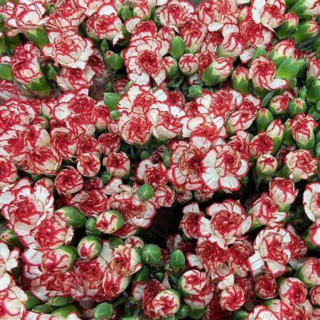 Срезанные цветы оптом Dianthus sp minuetto hf от 100шт. из Голландии с доставкой по России